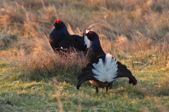 A couple of blackcock at the Langholm Moor Project