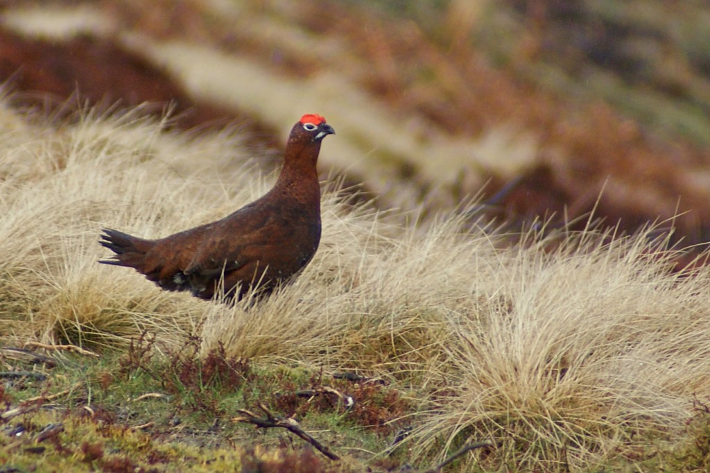 All for the love of grouse