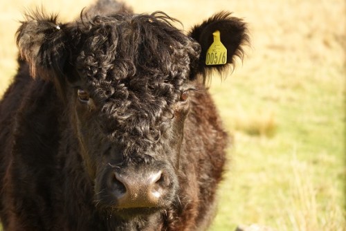Native breeds overwintered