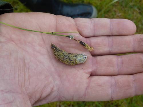 green ribbed sedge (top) and what it looks like once it has been through a blackcock.
