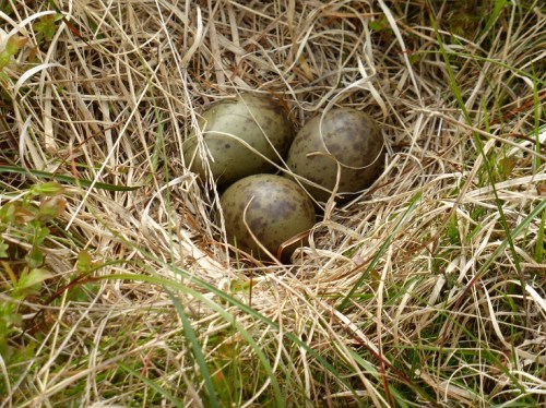 Curlew eggs