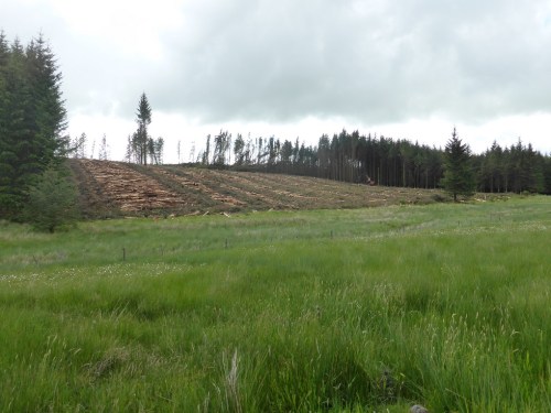 Clear felling adjacent to brood rearing habitat