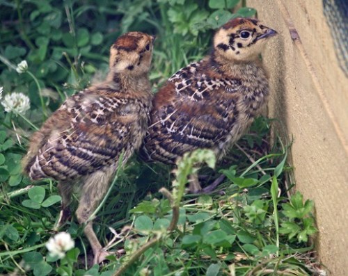 Captive bred chicks on Arran.