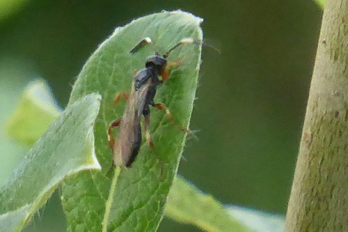 A sawfly on a willow leaf