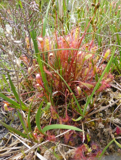 English sundew, with round-leaved at the bottom centre for comparison.