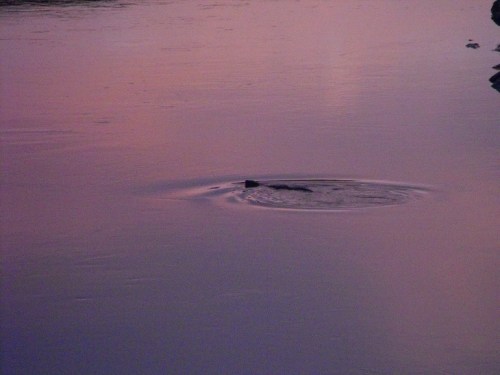 Otters in the gloamin'