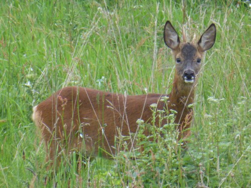Tis the season to watch deer.