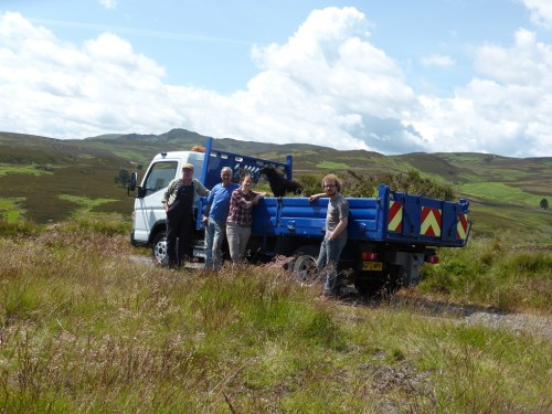 A large amount of heather