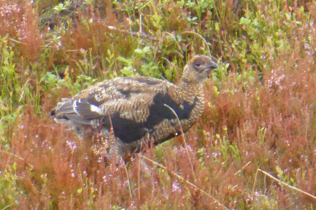 A sight for sore eyes in the Grampians.