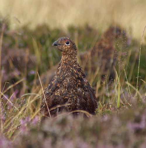 A poult in the rain