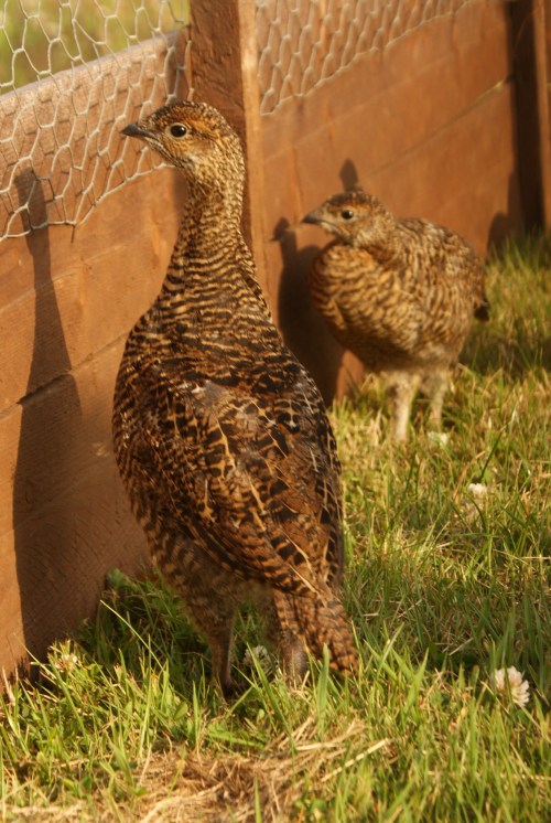 Captive reared black grouse poults at seven weeks - older than the birds I found last night.