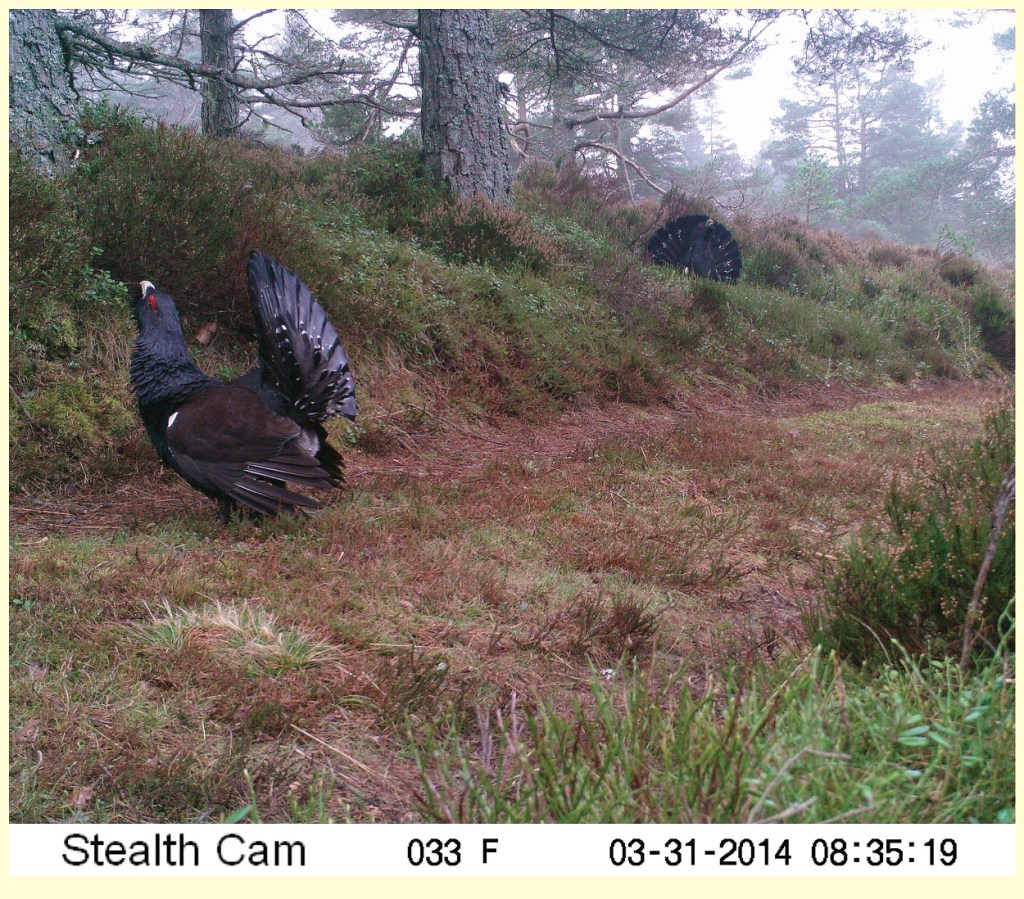 Sparring caper cocks on Deeside - image courtesy of Harry Scott.