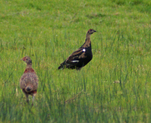 A blackcock poult beside a pheasant at Raby.