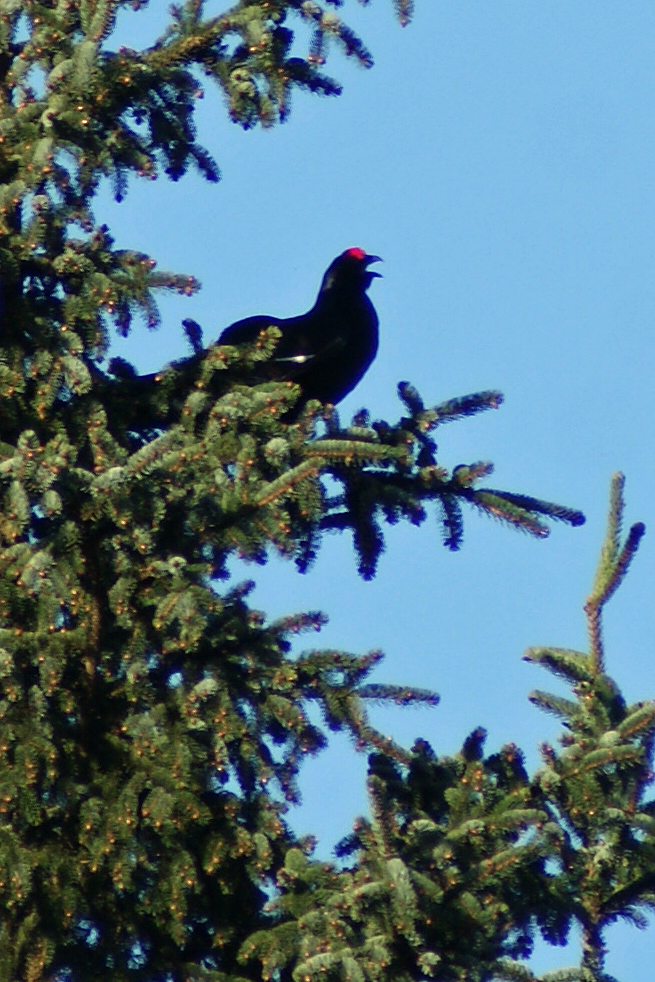 A fine sight on an April morning