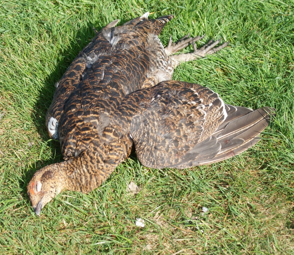 Full of gastronomic potential