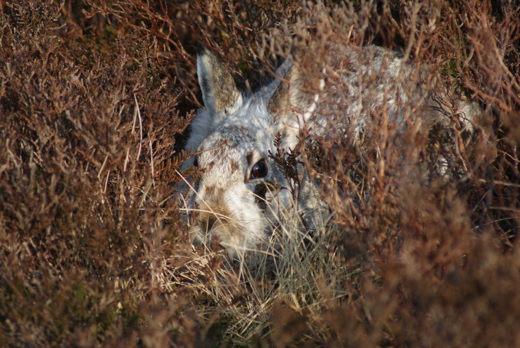 White against brown - a ropy camouflage mechanism.