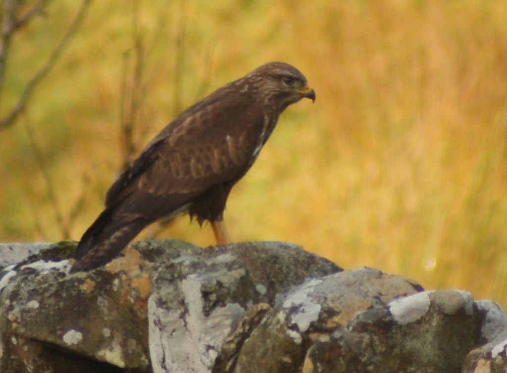 More than just a dyke ornament - some odd behaviour on display.