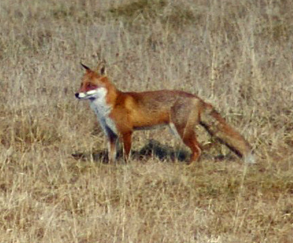 A fox of tremendous antiquity.