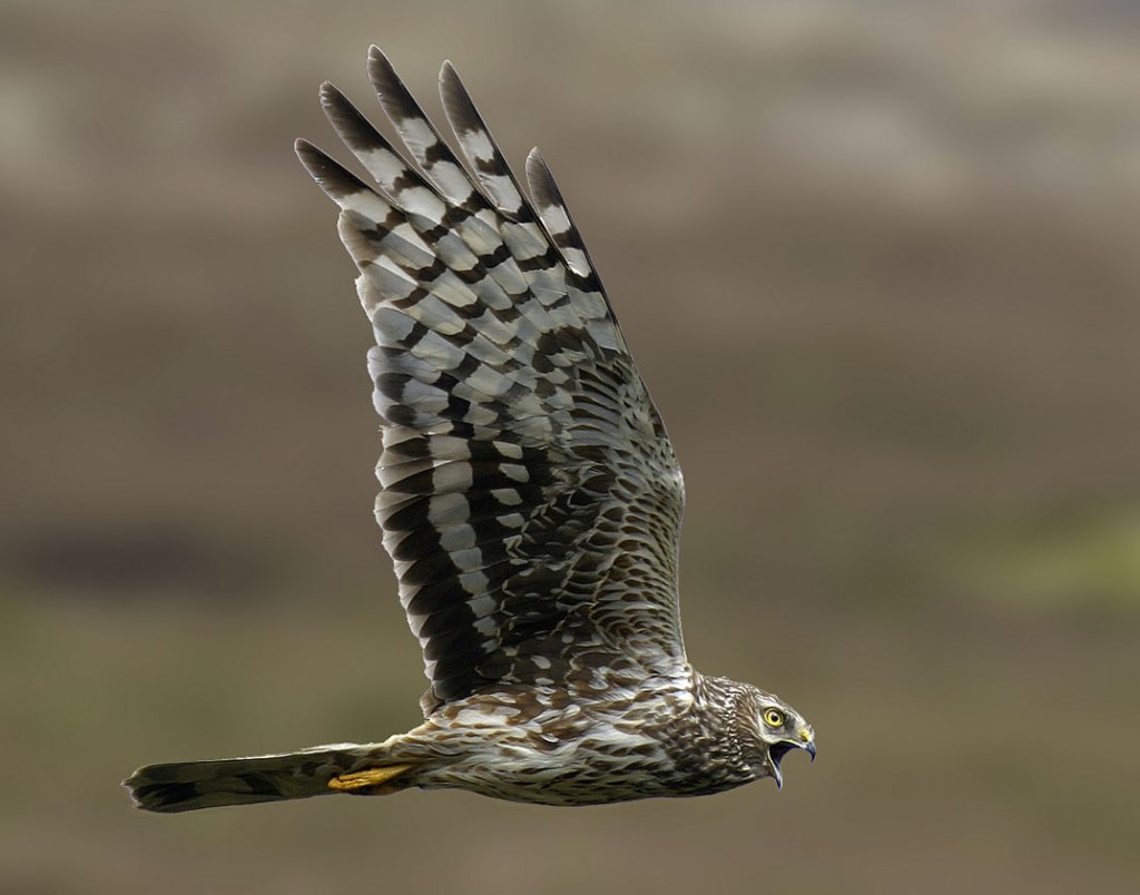 Picture borrowed from google