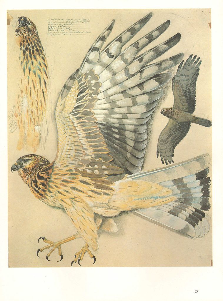 Detail of a harrier study by Tunnicliffe