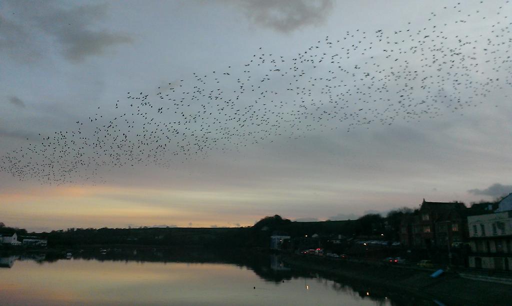 Starlings over the Torridge
