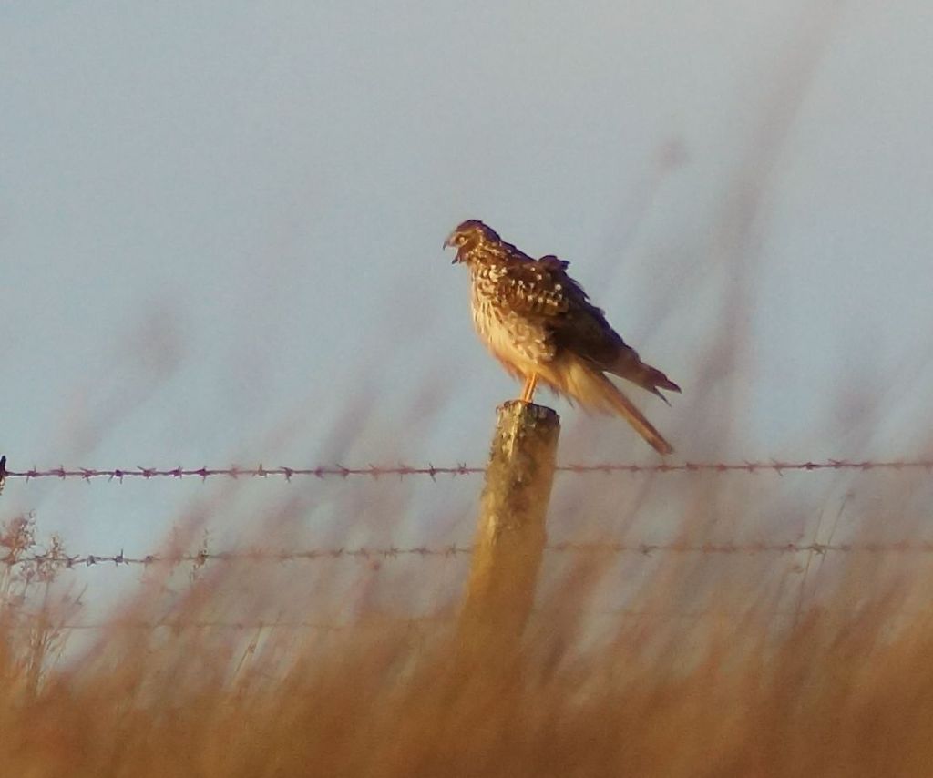 Not a bad subject for the new camera's first outing.