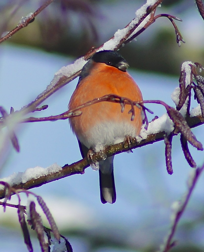 A fine little cock bird