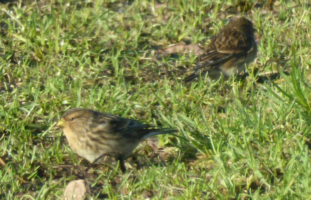 Twite?