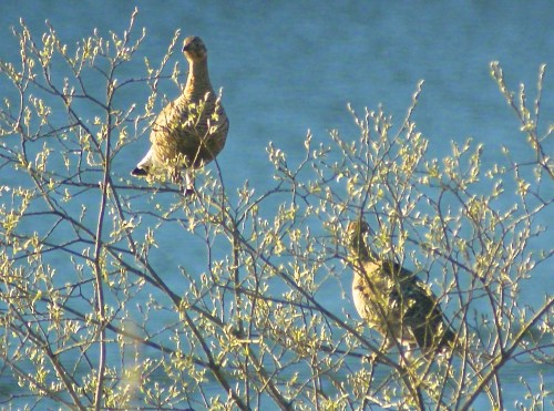 Greyhens in the willows last spring