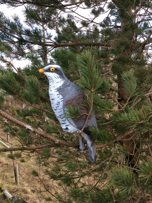Watch out crows! There's a, er... kind of, um.. cuckoo on the prowl?