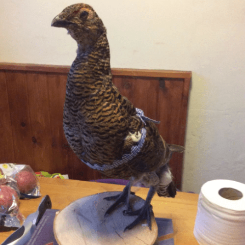 First try - a greyhen for posterity (the ribbon is just until she dries).