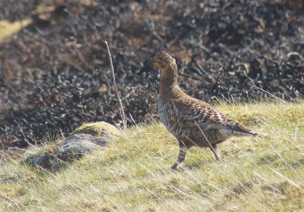 Going back into hiding