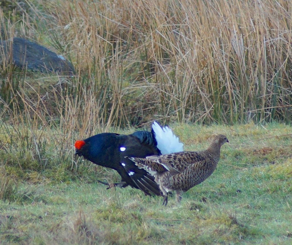 A greyhen still keen to participate