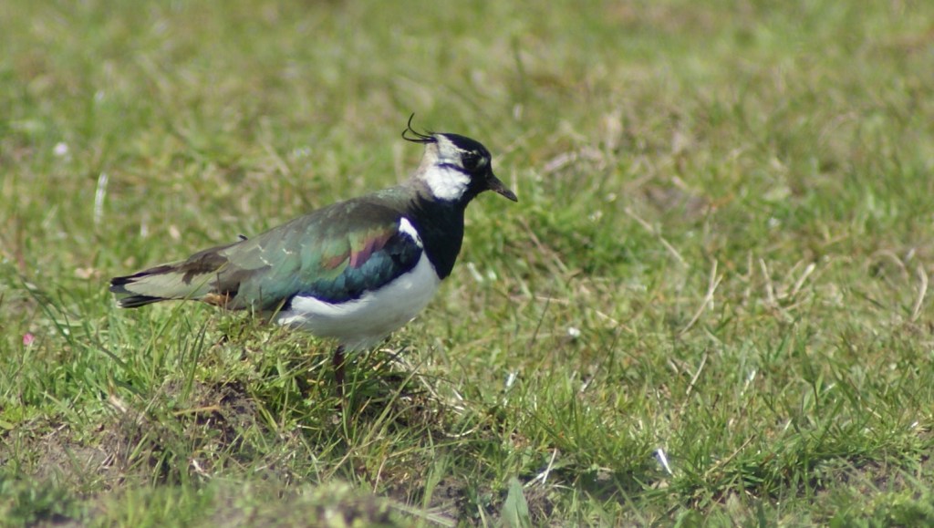 Standing in the way of progress.