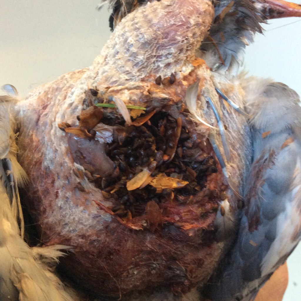 I think these are sitka spruce seeds?