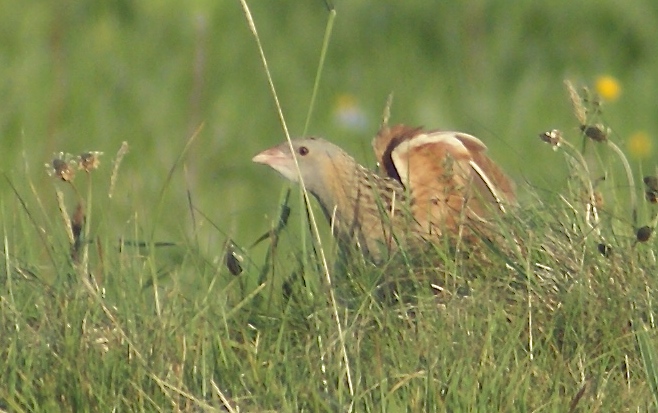 United by corncrakes
