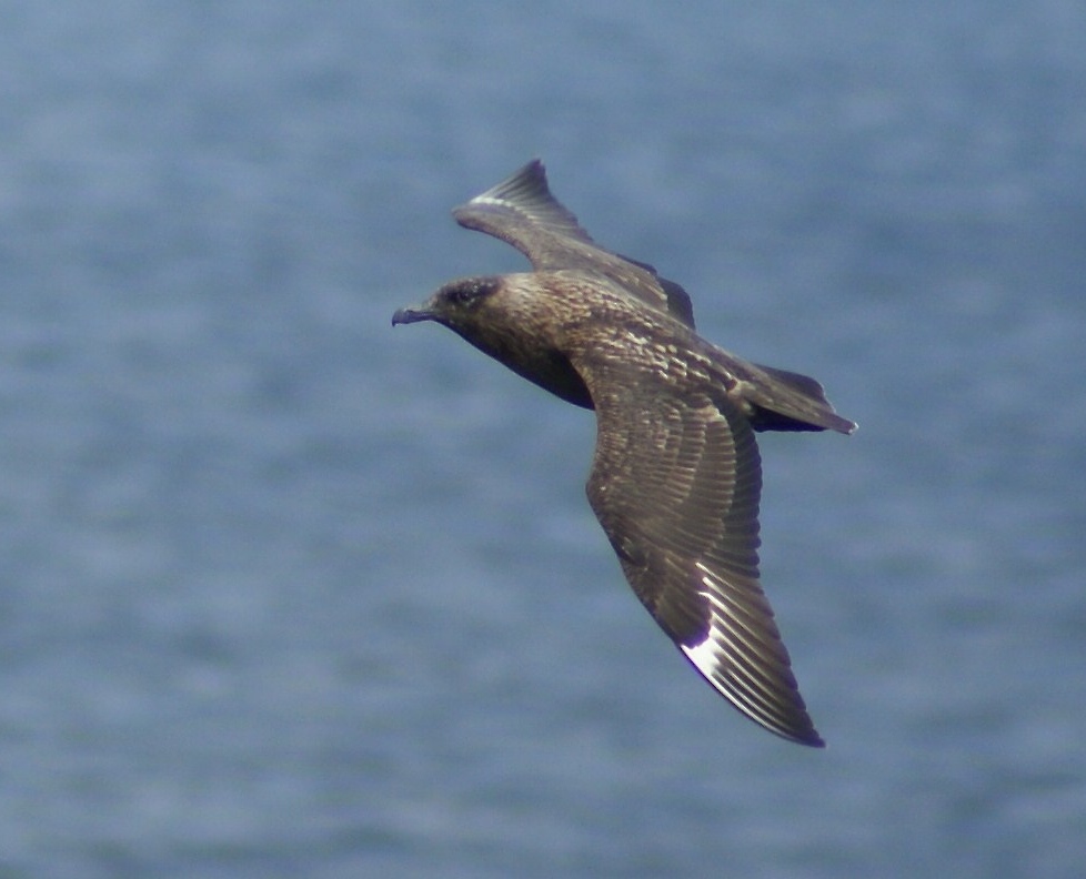 A bonxie at Duncansby Head a few years ago