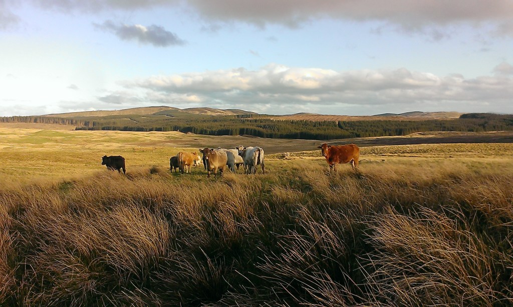 More yellow than green