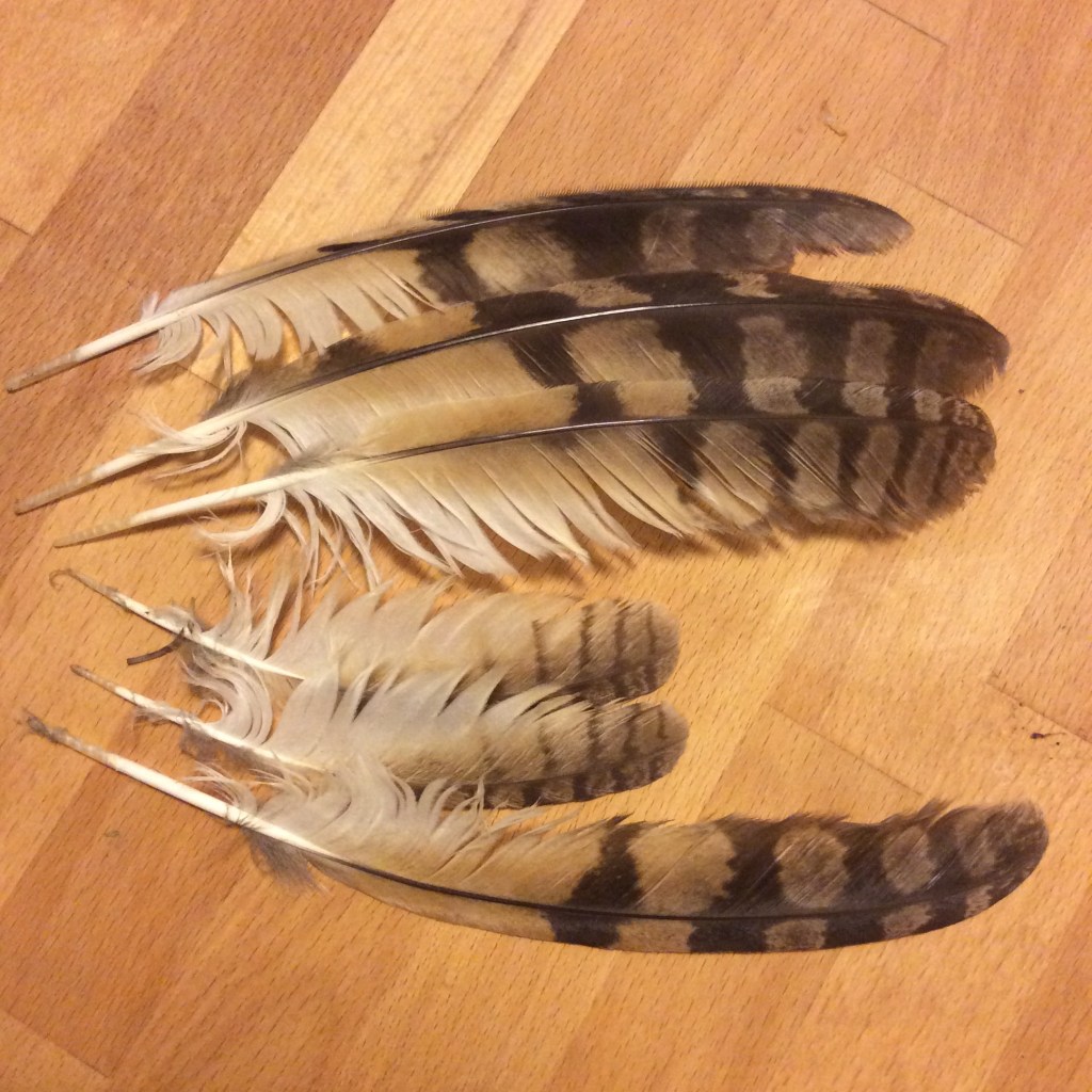 Remains of a raptor kill