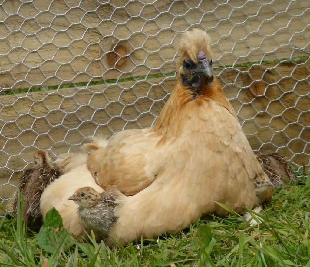 Silkie x sussex with a brood of young grey partridges
