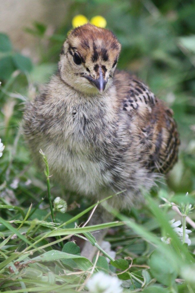 Black grouse chick