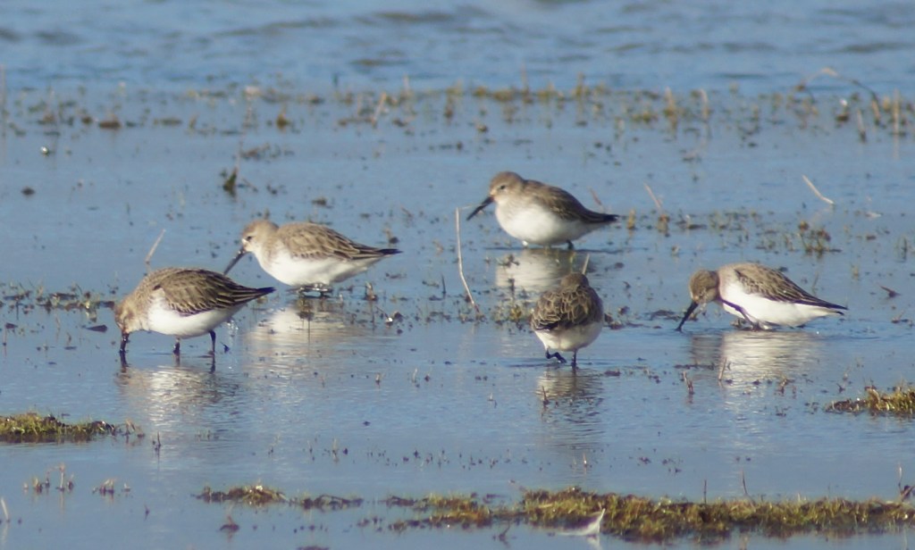 Dunlin in winter - not much to look at.