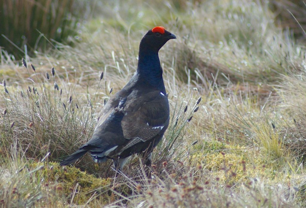A blackcock at Langholm, where grouse management has bucked a regional trend and black grouse numbers have increased.