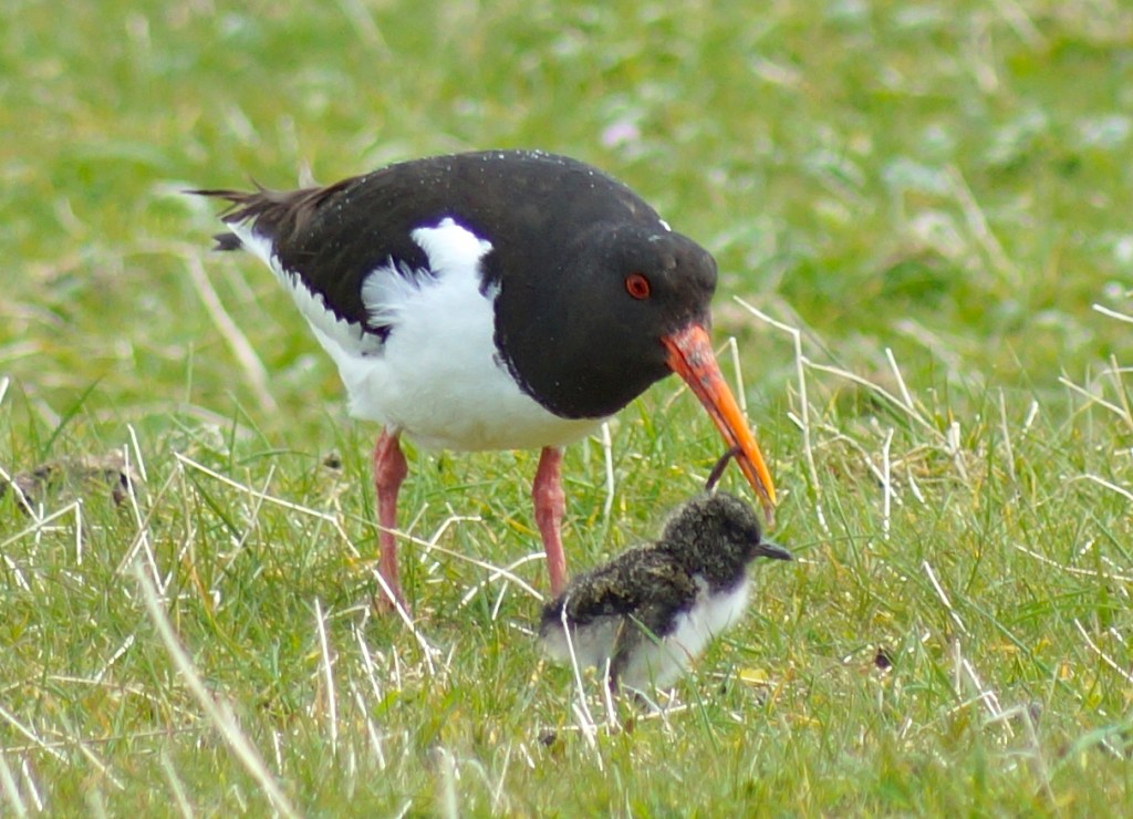 Sometimes it works...