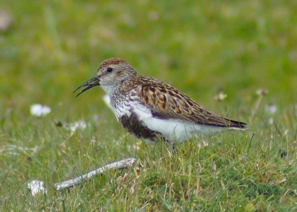 Dunlin Song