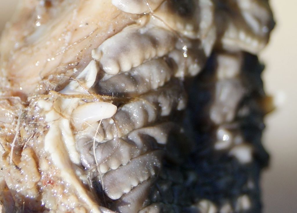 Strange canine teeth on a roe buck's skull.
