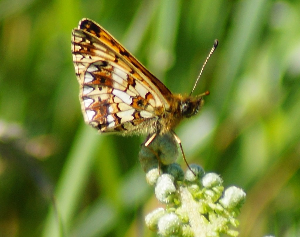 Small pearl bordered fritillary butterfly