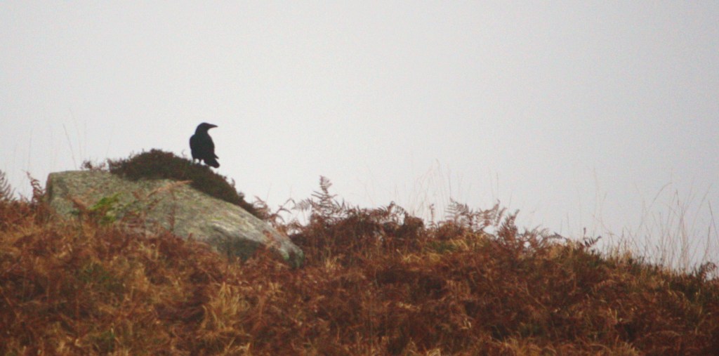 Catching up with crows