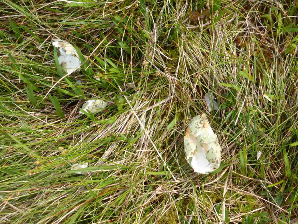 Another failed nest - remains of curlew eggs in the grass.