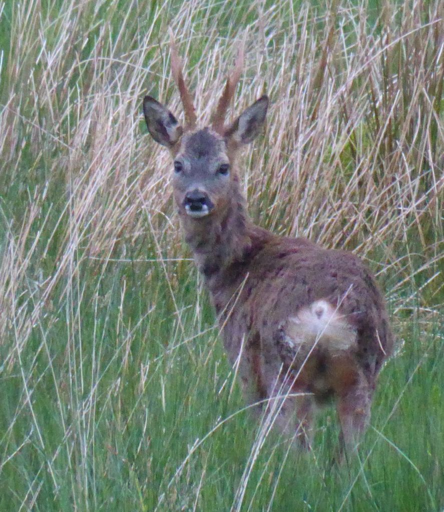 A buck from another day - but in a similar moult and with a similar frown.